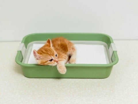 Cats Not Using the Litterbox
